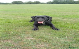 Labrador Retriever dogs for sale: Black female Labrador 9 months old - Trained - Image 3