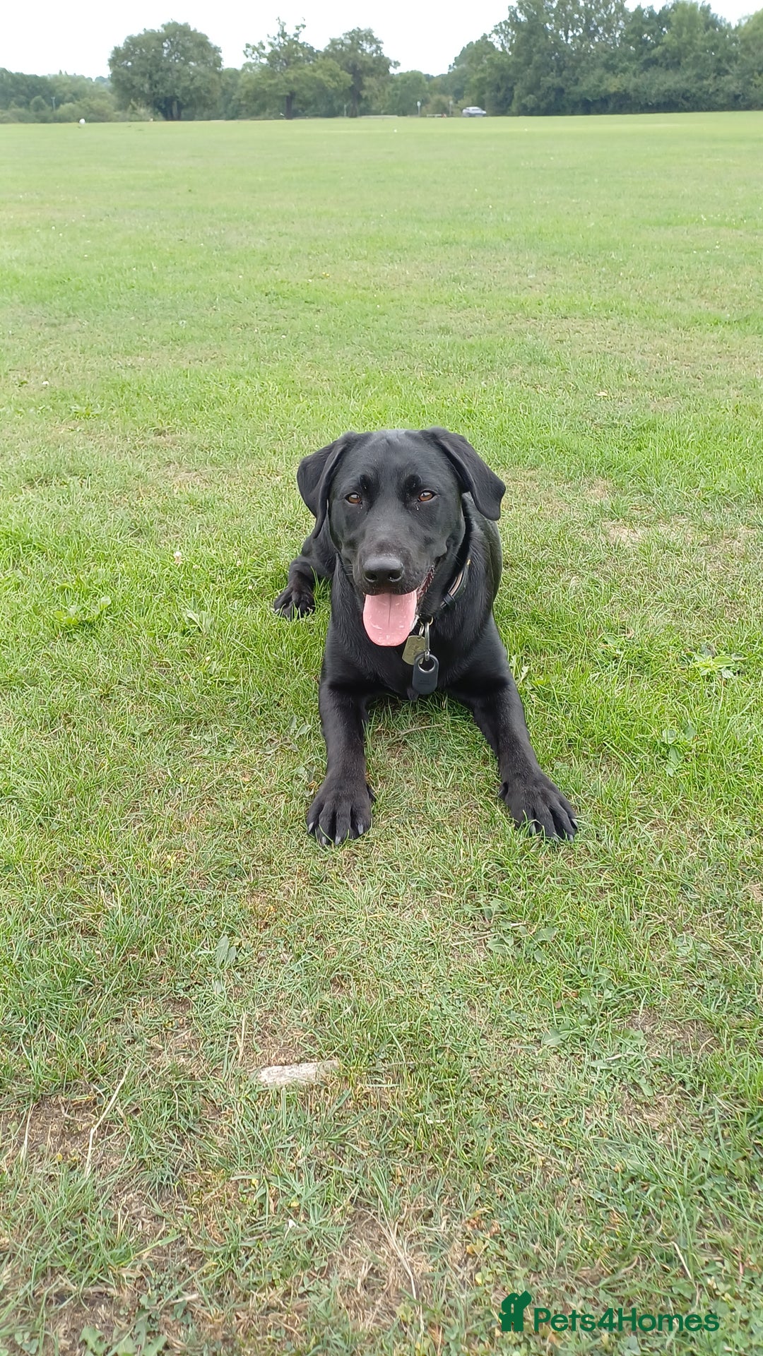Labrador Retriever dogs for sale: Black female Labrador 9 months old - Trained - Image 3