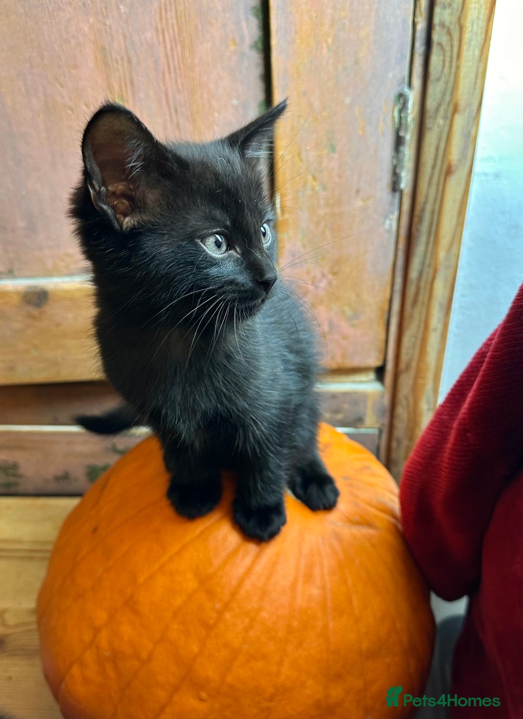 Mixed Breed cats for sale: Kittens from half Siamese mum - Advert 28