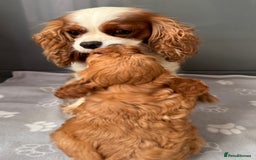 Cavapoo dogs for sale: Fully health tested Cavapoo baby girl 🩷🐶 - Image 5