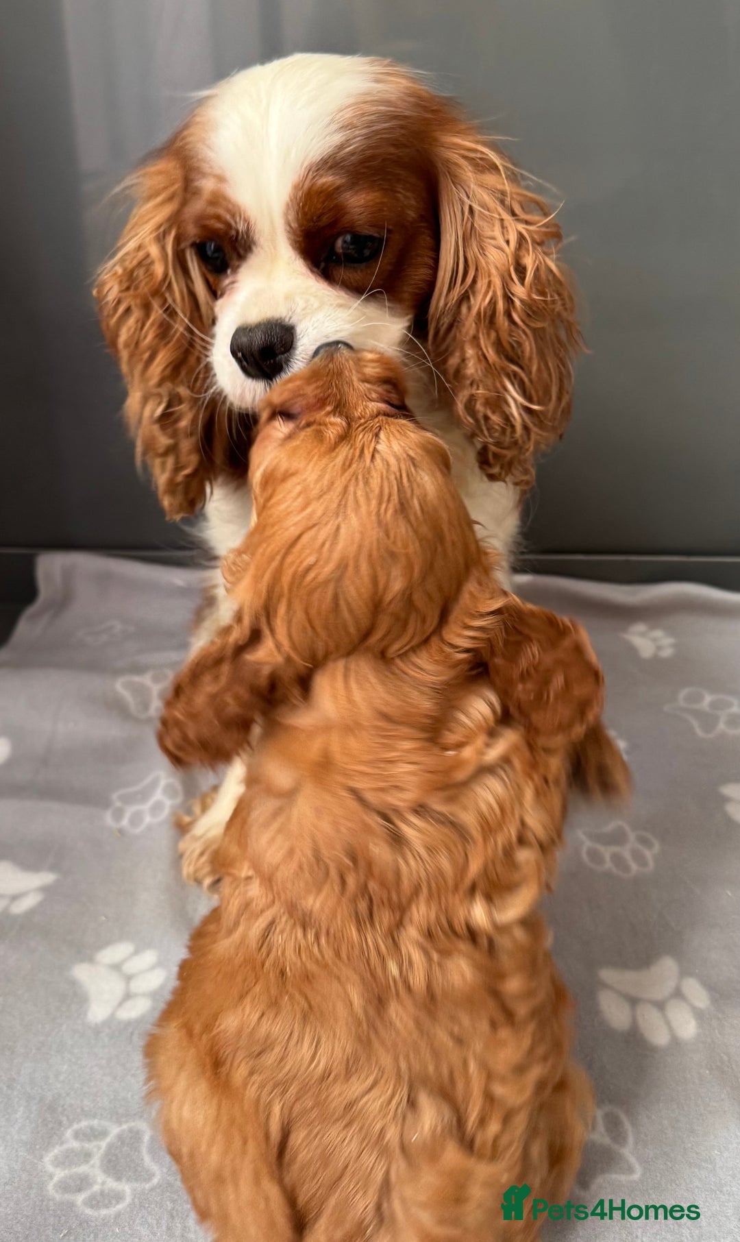 Cavapoo dogs for sale: Fully health tested Cavapoo baby girl 🩷🐶 - Image 5
