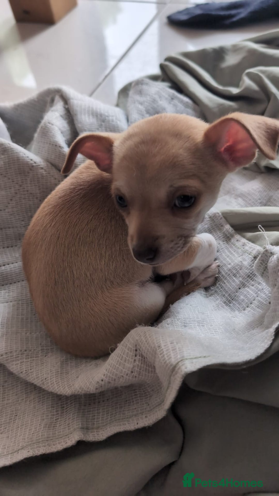 Chihuahua dogs for sale: 2 beautiful chihuahuas  - Image 5