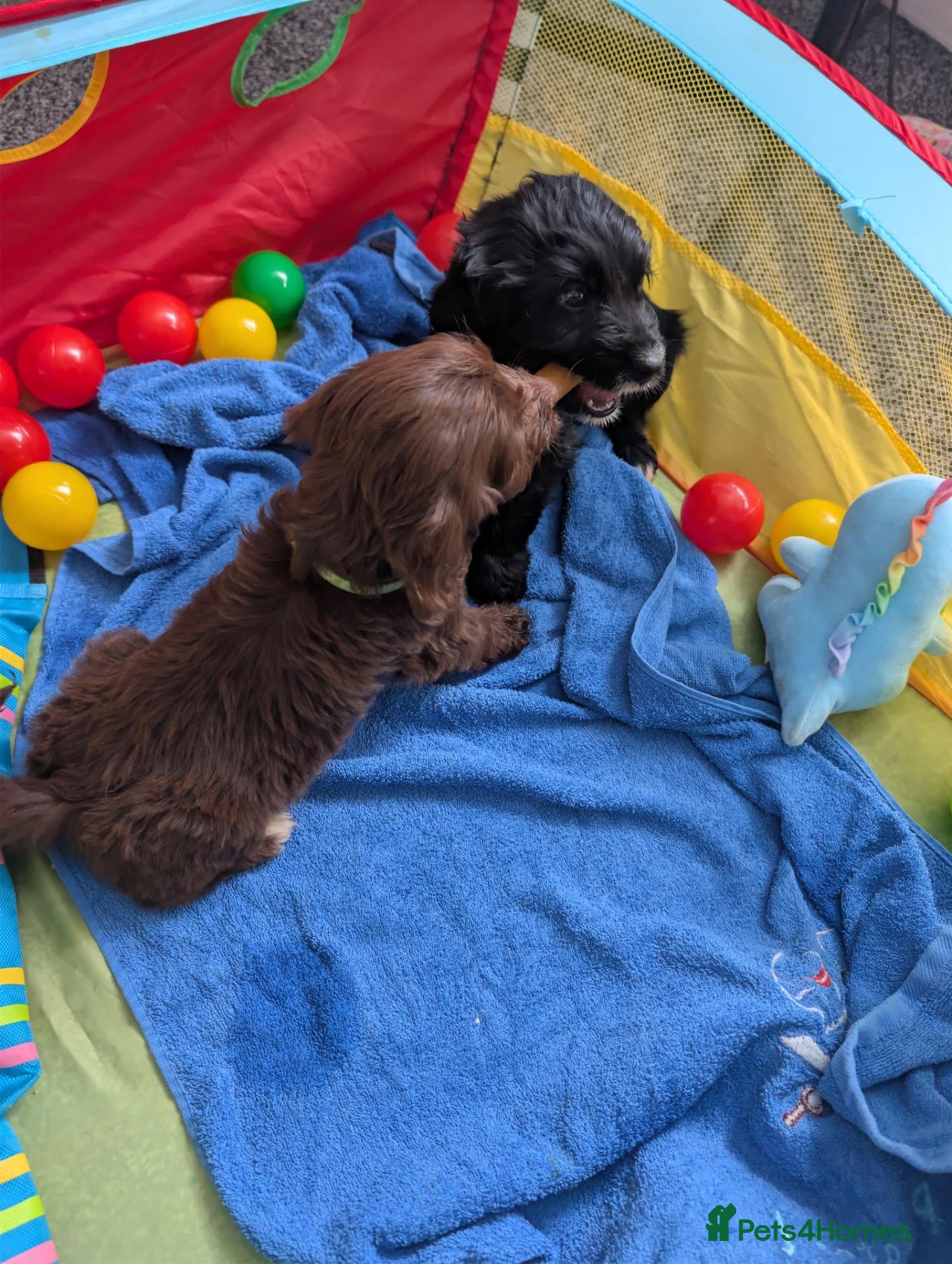 Cockapoo dogs Cockerpoo puppies  - Advert 2