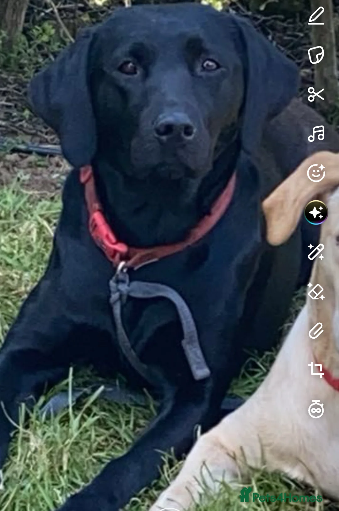 Labrador Retriever dogs for sale: Labrador puppies - Advert 1