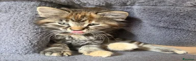 Maine Coon 1