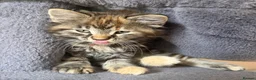 Maine Coon cats for sale: Gorgeous Maine Coon x Domestic long hair - Advert 5