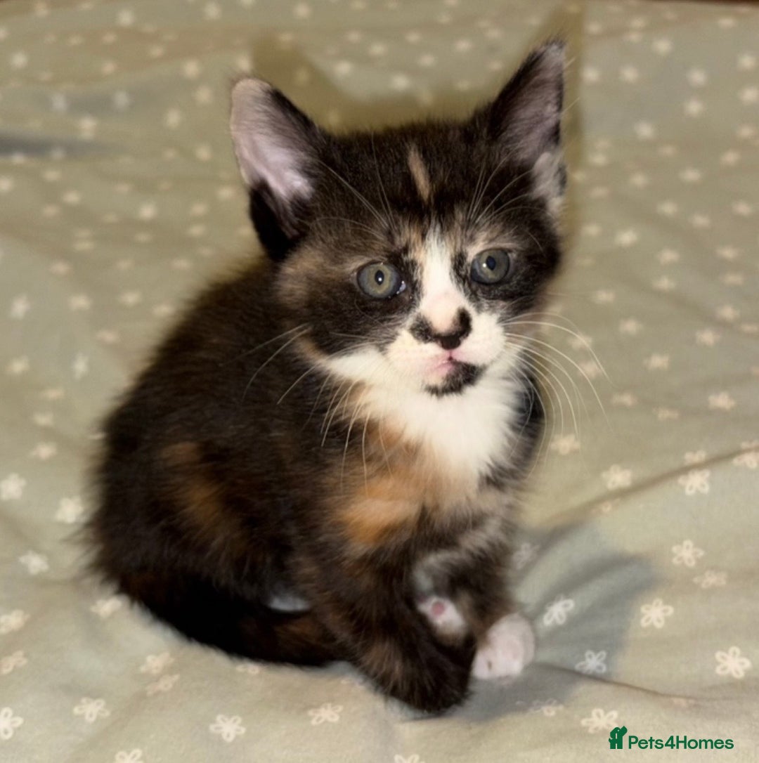Mixed Breed cats for sale: Stunning Calico Kitten - Advert 11