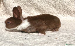 Rex rabbits for sale: chocolate vienna mini rex babies - Image 7
