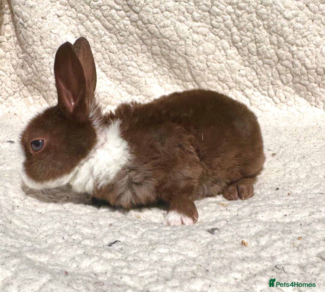 Rex rabbits for sale: chocolate vienna mini rex babies - Image 7