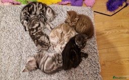 British Shorthair cats for sale: Lovely  British short hair kittens  - Image 1
