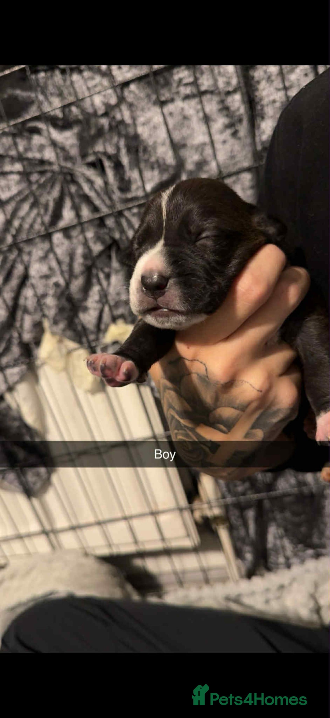 Mixed Breed dogs for sale: Beautiful cane corse/staff puppies - Image 7