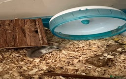 Rex rabbits for sale: Adult and babies  - Image 10