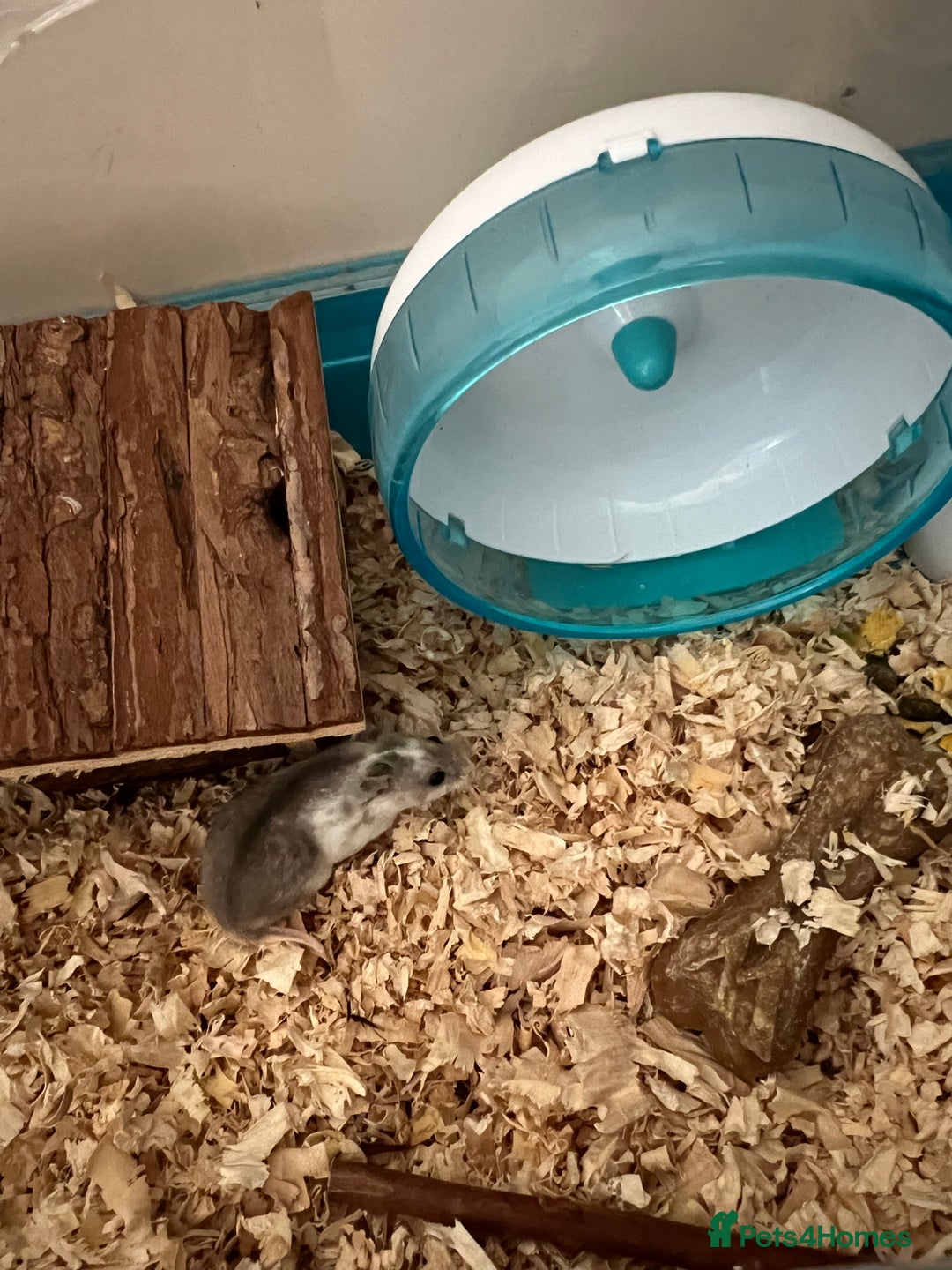 Rex rabbits for sale: Adult and babies  - Image 10