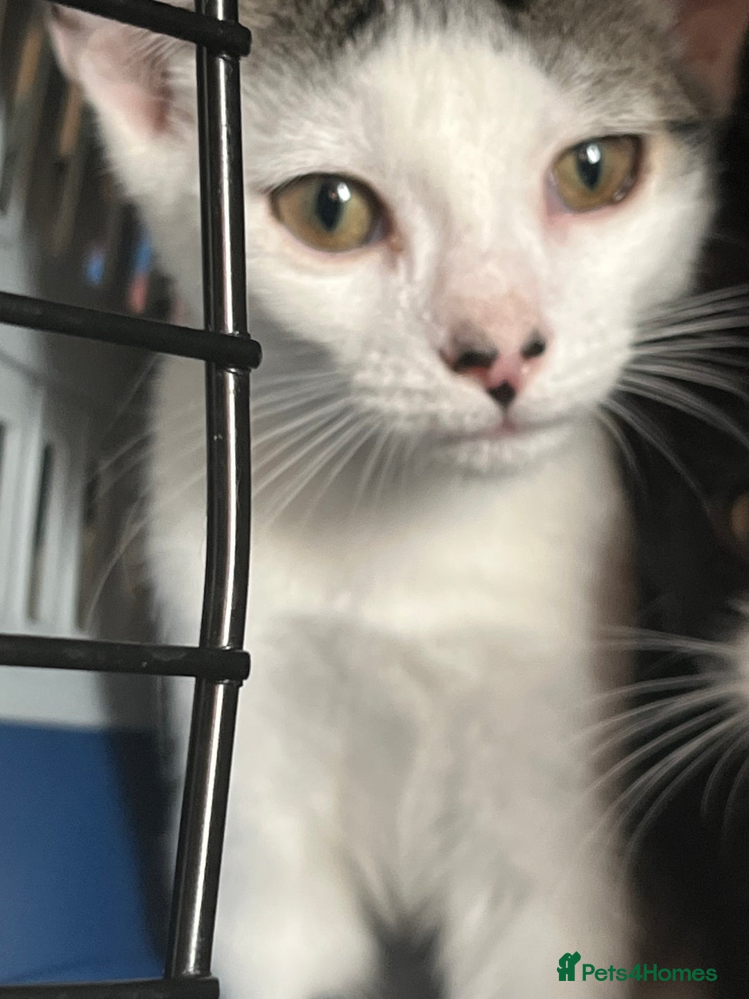 British Longhair cats for sale: 2 kittens and an adult  - Image 2