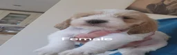 Basset Griffon Vendeen dogs for sale: Griffon grand bassets  - Advert 7