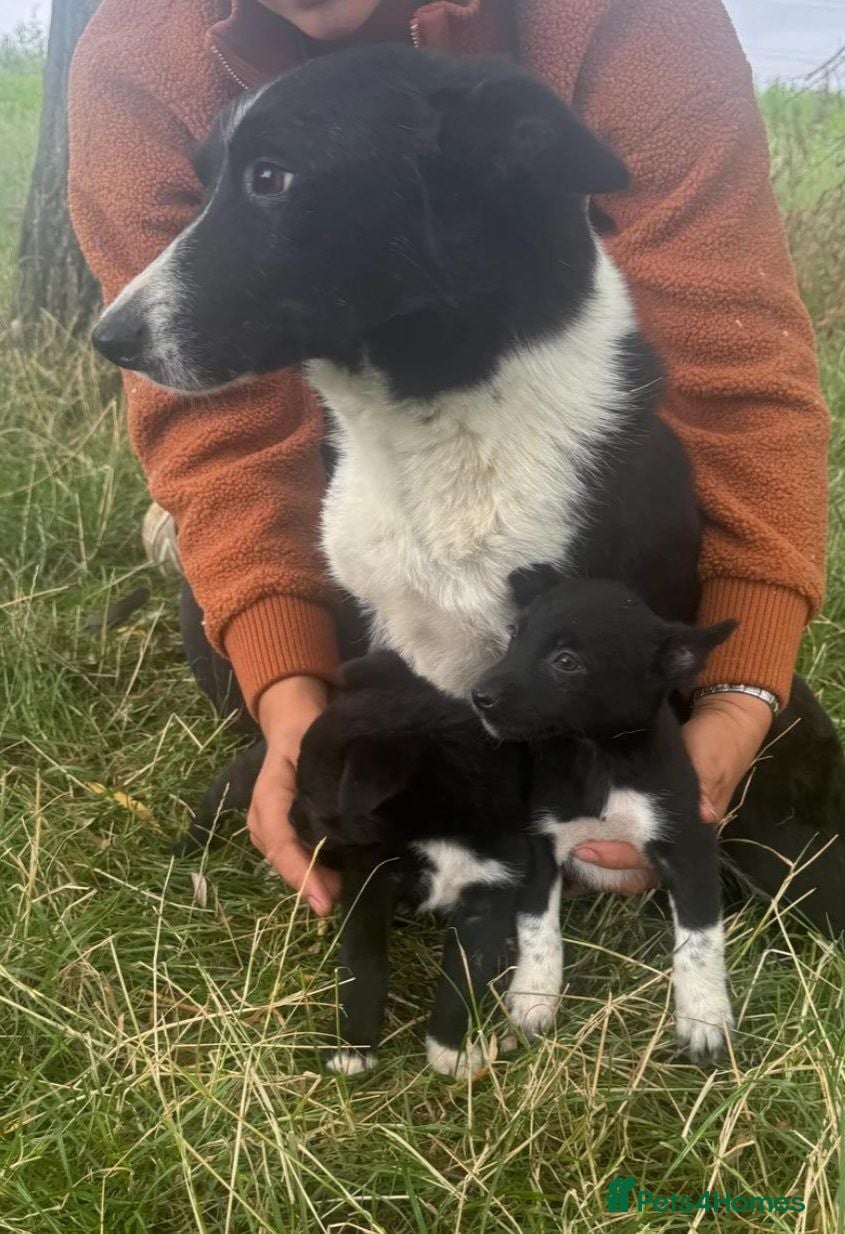 Border Collie dogs 1-Year-Old Female Border Collie - Advert 1