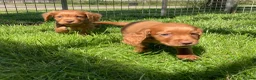 Cocker Spaniel dogs for sale: Cocker Spaniel puppies  - Advert 15