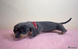 Miniature Dachshund dogs for sale: Miniature dachshund puppies  - Image 11