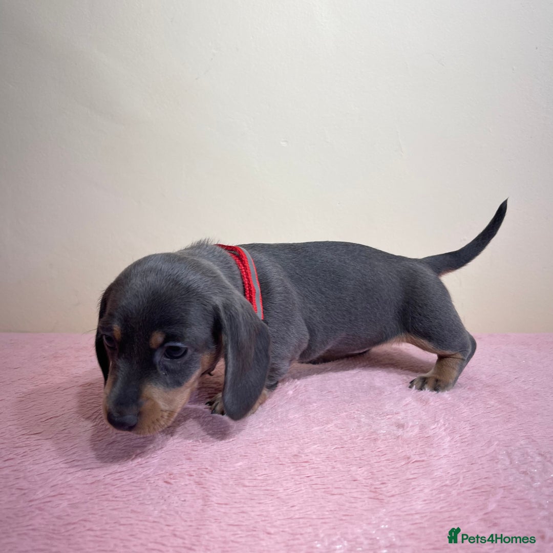 Miniature Dachshund dogs for sale: Miniature dachshund puppies  - Image 11