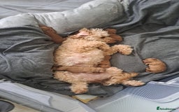 Cockapoo dogs for sale: 1 Female left  F1B TOY poodle/Cockapoo  - Image 4
