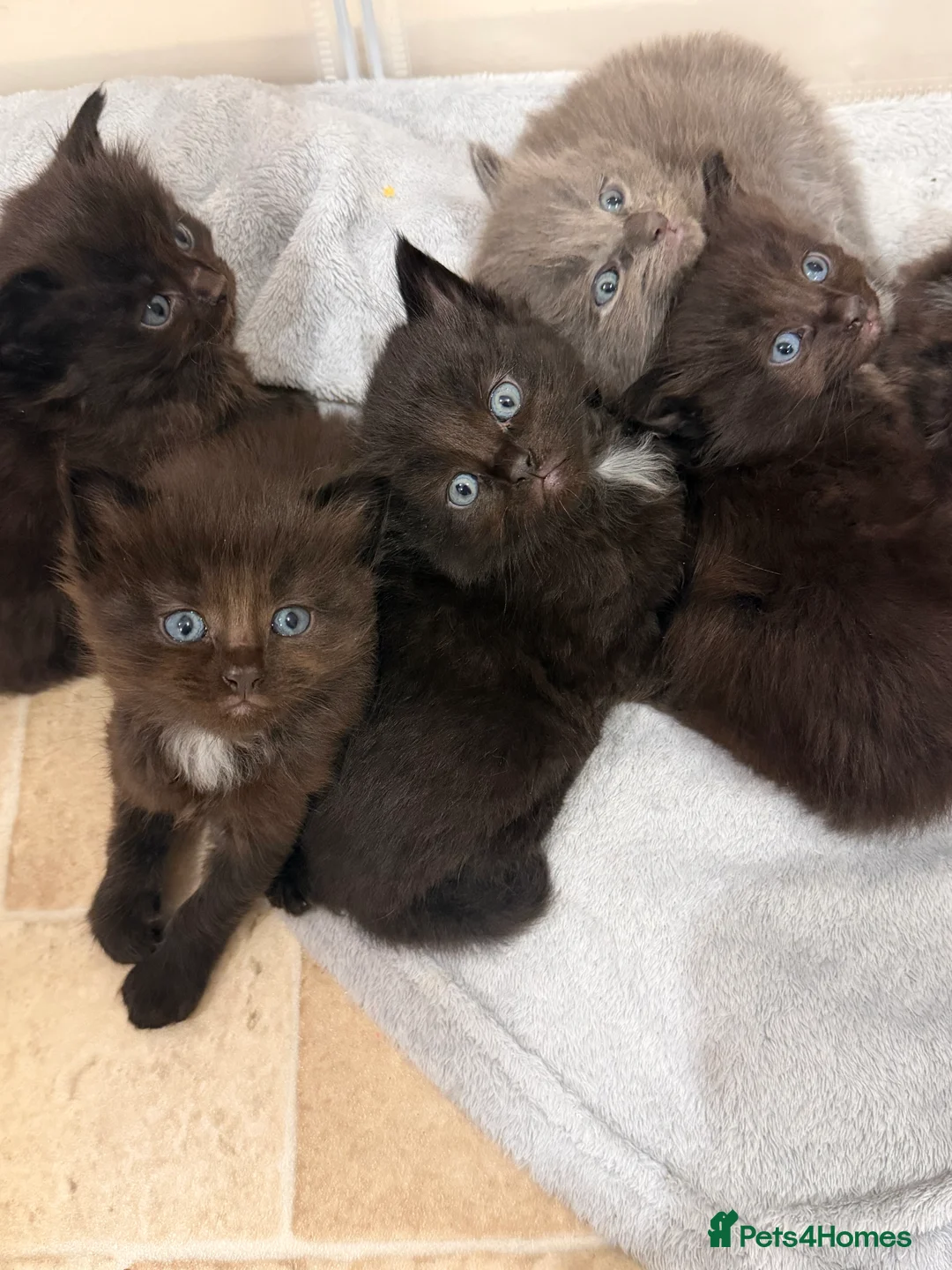 Ragdoll cats for sale: Ragdoll maincoon cross - Advert 2