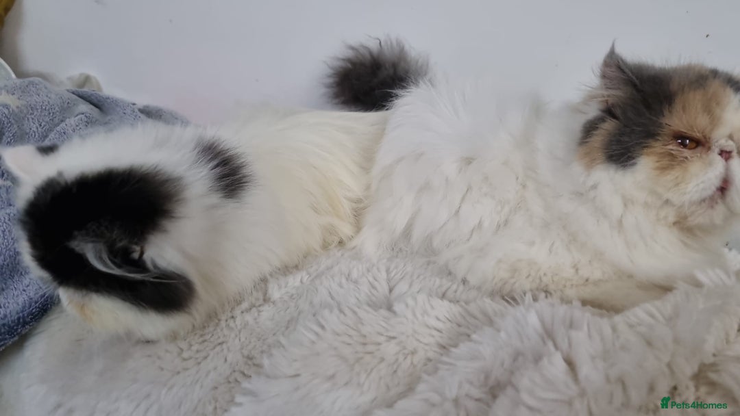 Persian cats for sale: Persian kitten  - Advert 8