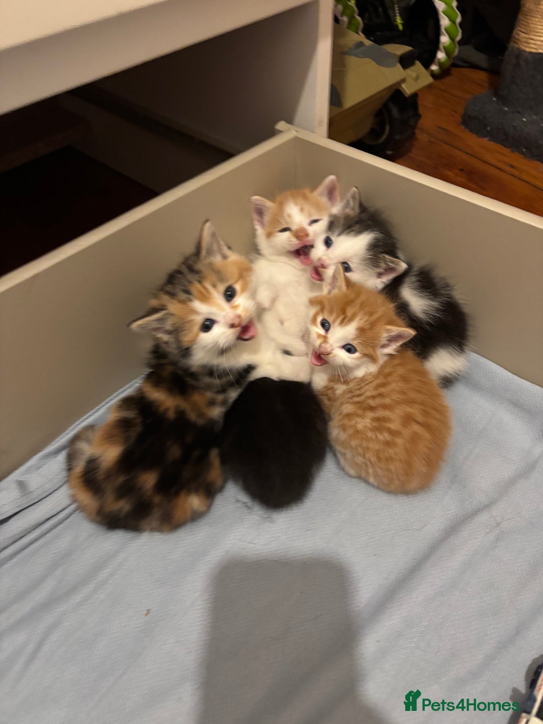 Mixed Breed cats for sale: Kittens Mainecoon cross 4 male 1 female 😻🐈 - Advert 5