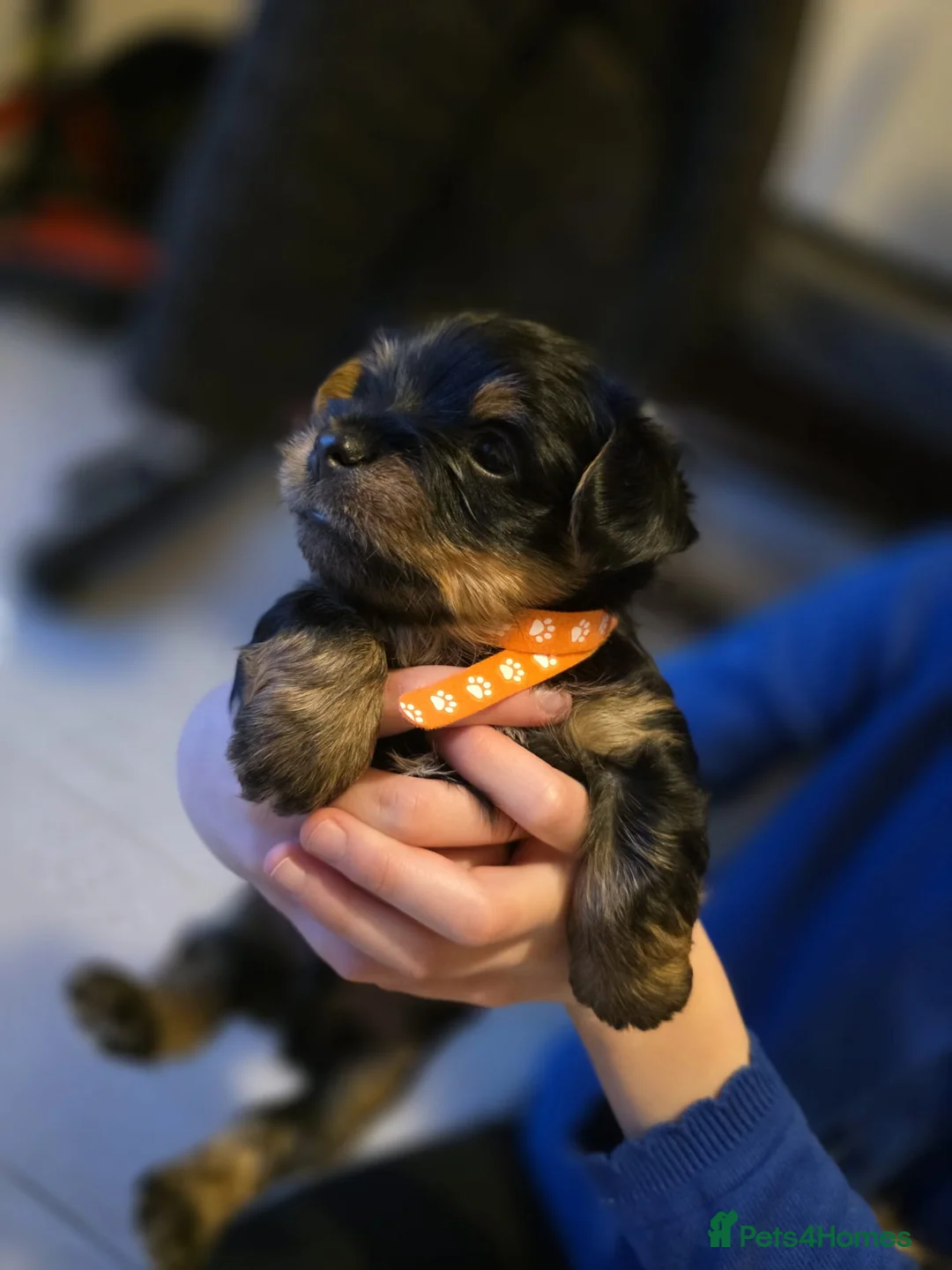 Yorkshire Terrier dogs for sale: Yorkshire terrier puppies  - Advert 15