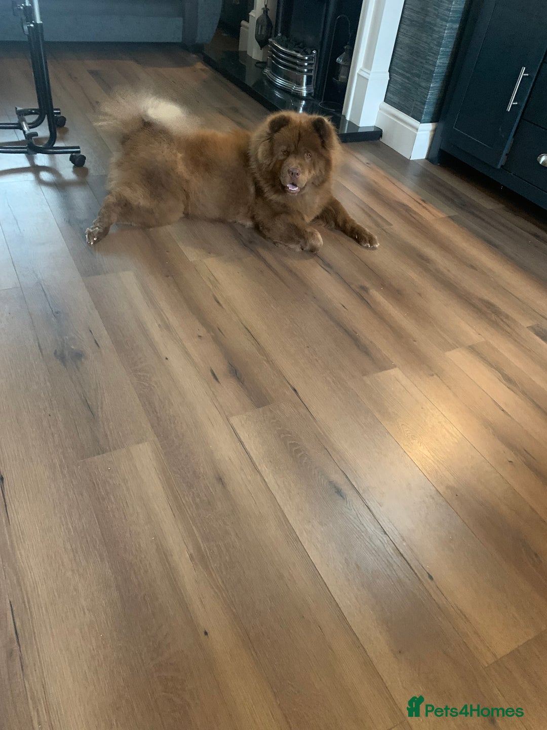 Chow Chow dogs for sale: Chocolate chow chow bitch 26 months old  - Image 7