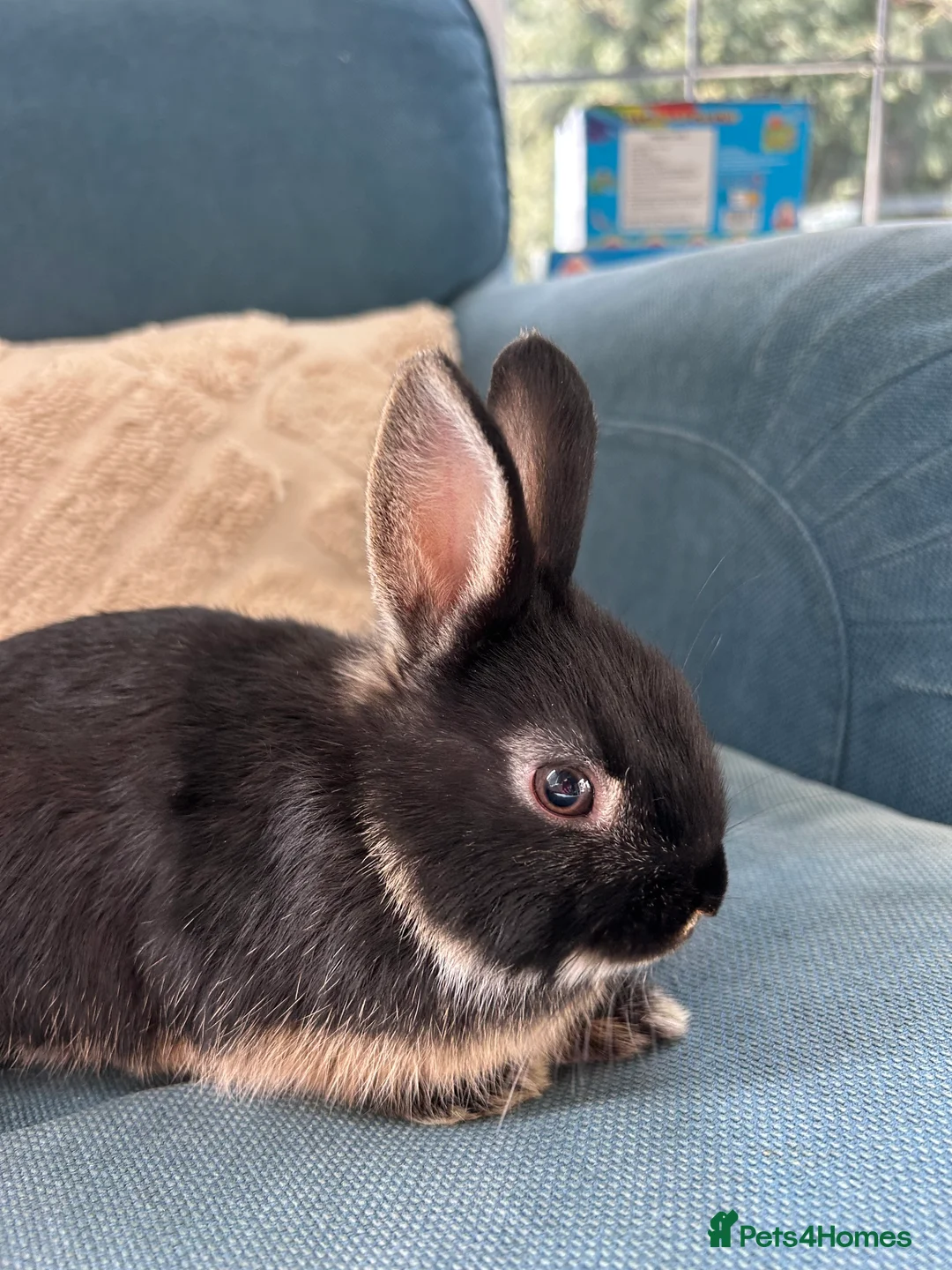 Netherland Dwarf rabbits for sale: 4 female purebred Netherland Dwarf Rabbits  - Advert 4