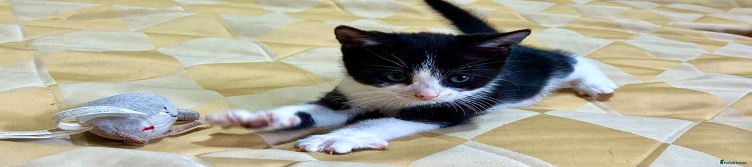Mixed Breed Kitten 3