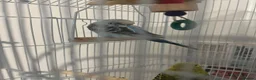 Budgerigars birds for sale: two budgies one male one female in Birmingham - Advert 3