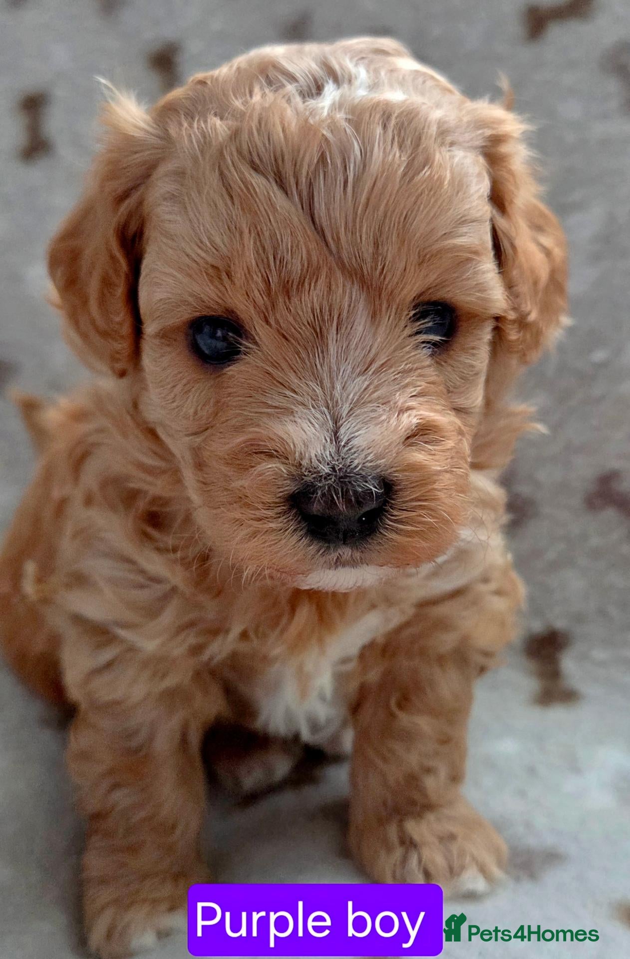 Maltipoo dogs Beautiful Maltipoo Puppies – Available to Reserve  - Advert 7
