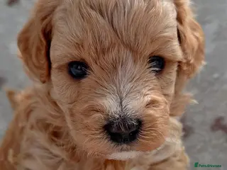 Maltipoo dogs Beautiful Maltipoo Puppies – Available to Reserve - Advert 5
