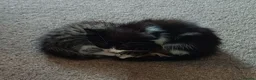 Mixed Breed cats for sale: Beautiful Longhaired Kittens in Halesowen - Advert 6