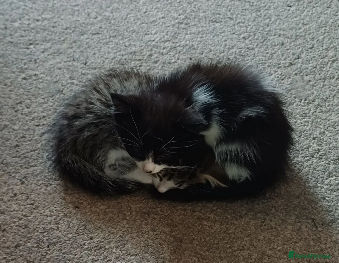 Mixed Breed cats for sale: Beautiful Longhaired Kittens in Halesowen - Advert 6