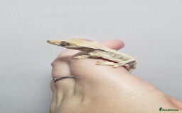 Gecko reptiles for sale: Crested Gecko Gargoyle &  Leachianus Gecko  in Wigston - Image 22