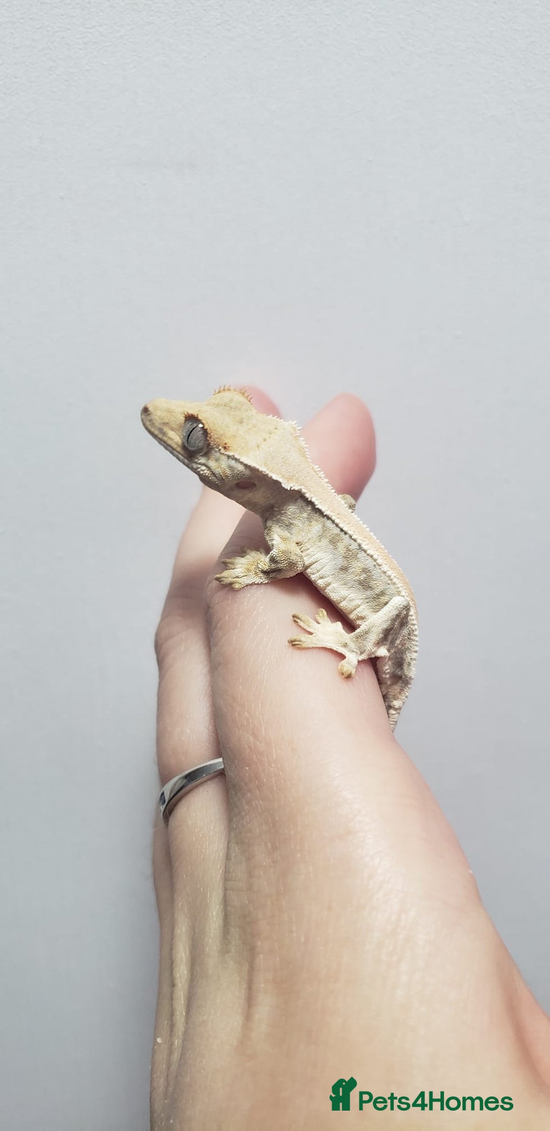Gecko reptiles for sale: Crested Gecko Gargoyle &  Leachianus Gecko  in Wigston - Image 22
