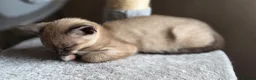 Mixed Breed cats for sale: 🐱 Bengal × Siamese Kittens for Sale 🐱 - Advert 7