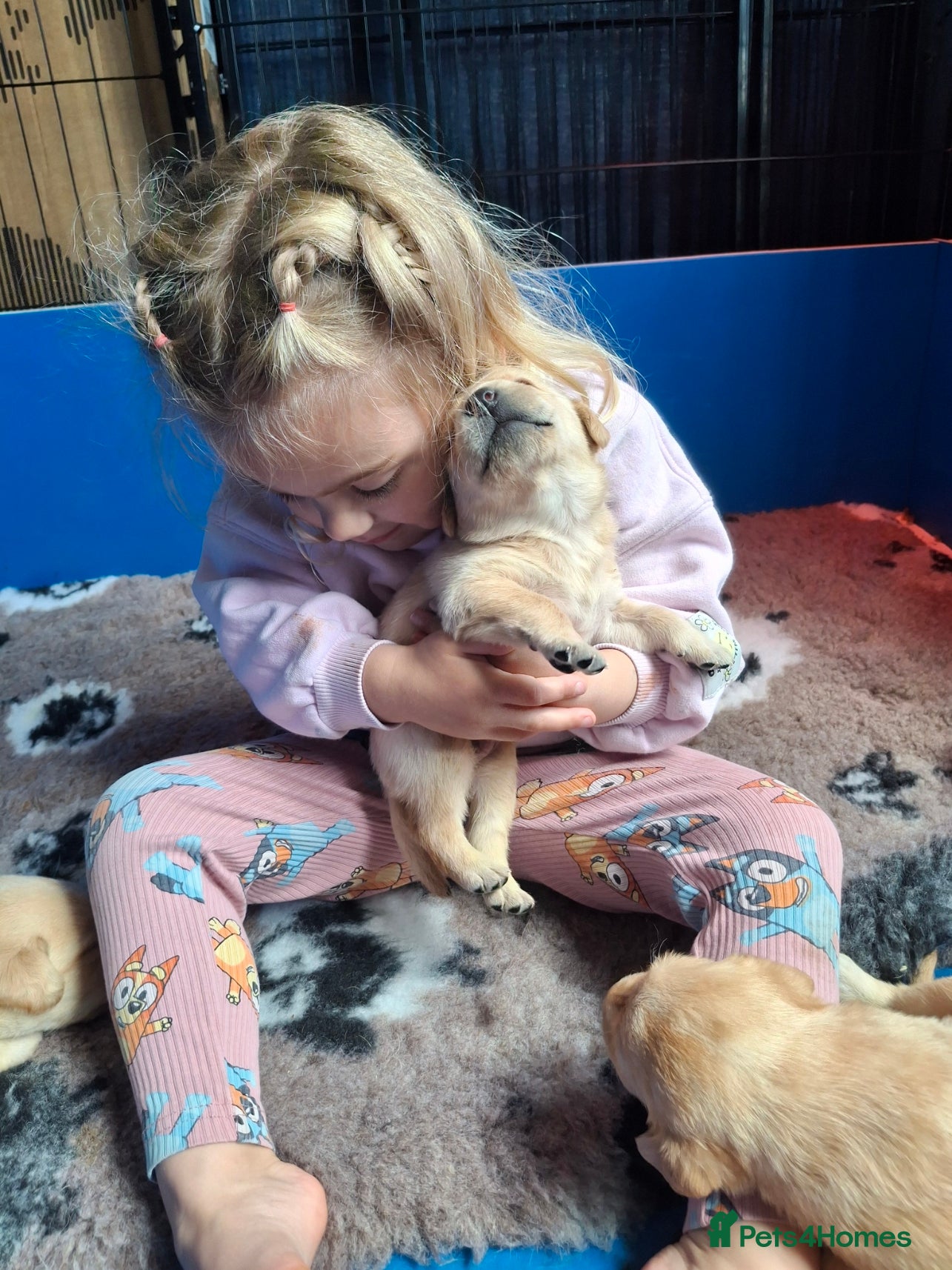 Labrador Retriever dogs Labrador Pups KC Reg.  - Advert 2