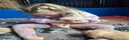 Labrador Retriever dogs for sale: Labrador Pups KC Reg.  - Advert 31