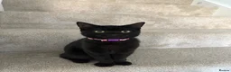 British Shorthair cats for sale: Rehoming - two female British short haired - Advert 12