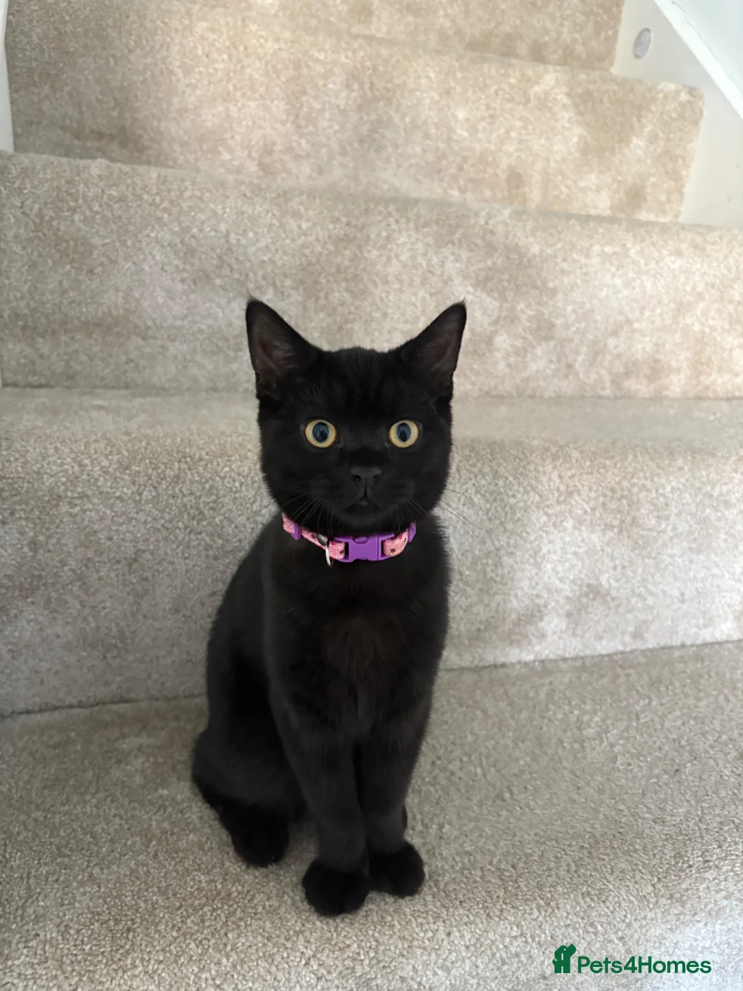 British Shorthair cats for sale: Rehoming - two female British short haired - Advert 12