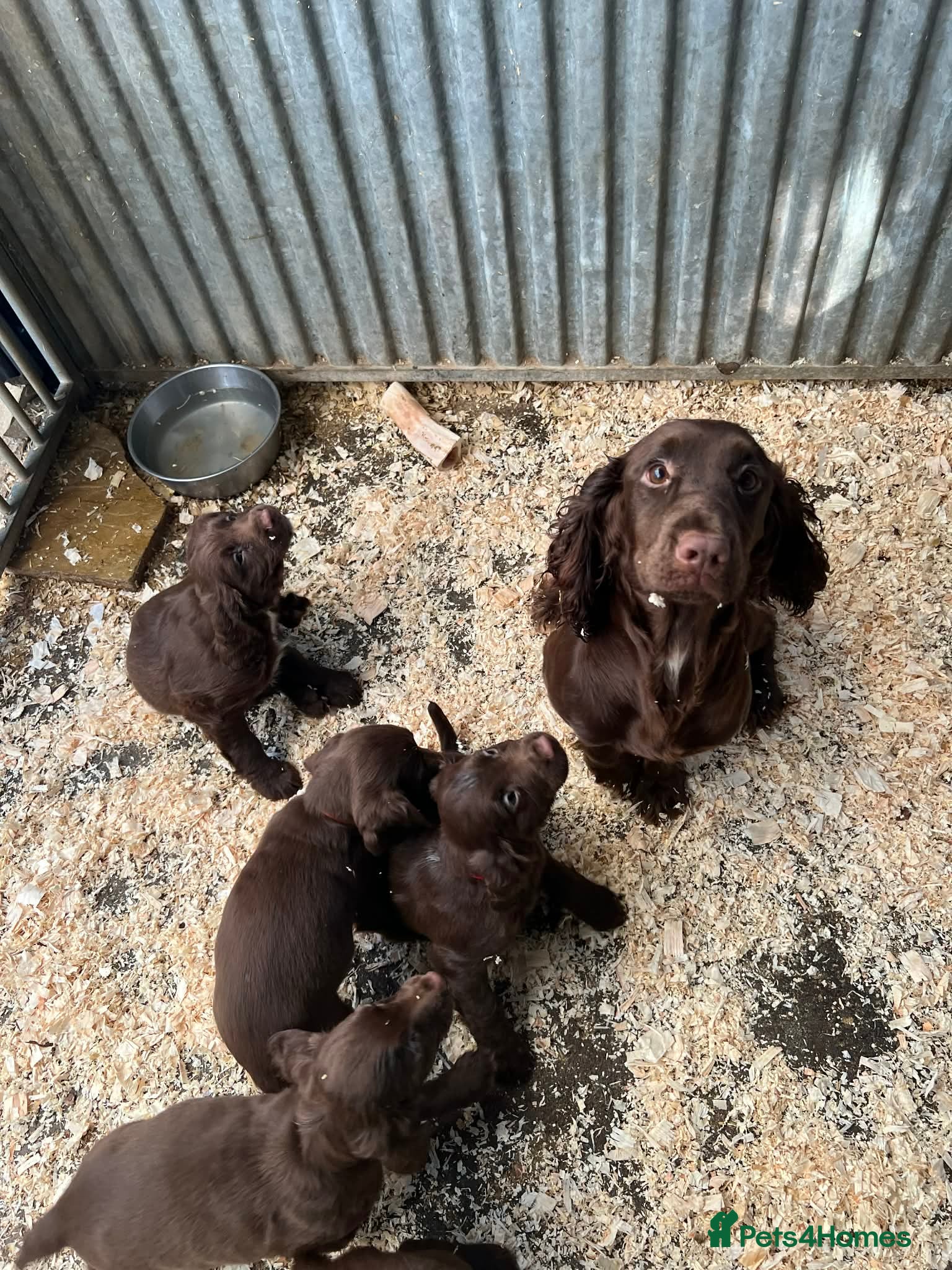 Sprocker dogs Beautiful Spraker Pups - Advert 4