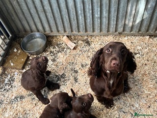 Sprocker dogs Beautiful Spraker Pups - Advert 15