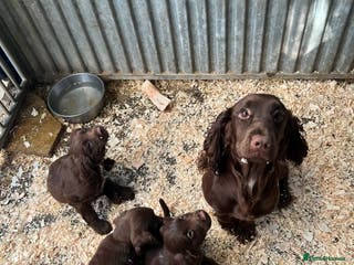 Sprocker dogs Beautiful Spraker Pups - Advert 14