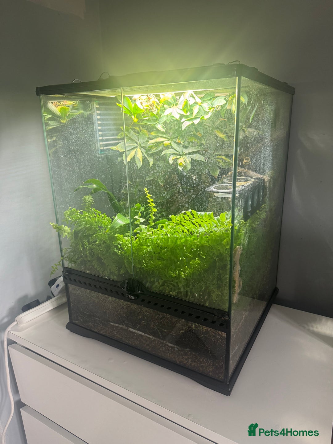 Gecko reptiles for sale: Gecko and set up - Image 3