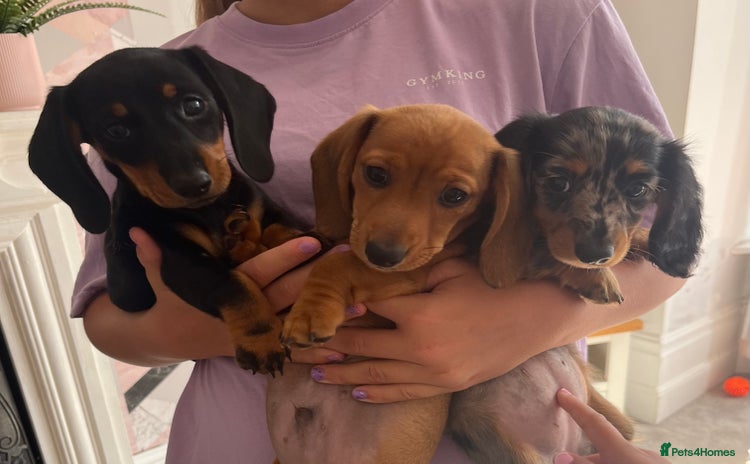 Miniature Dachshund dogs - Advert 11