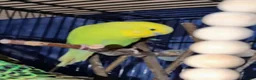 Budgerigars birds for sale: Young budgies for sale in Falkirk - Advert 3