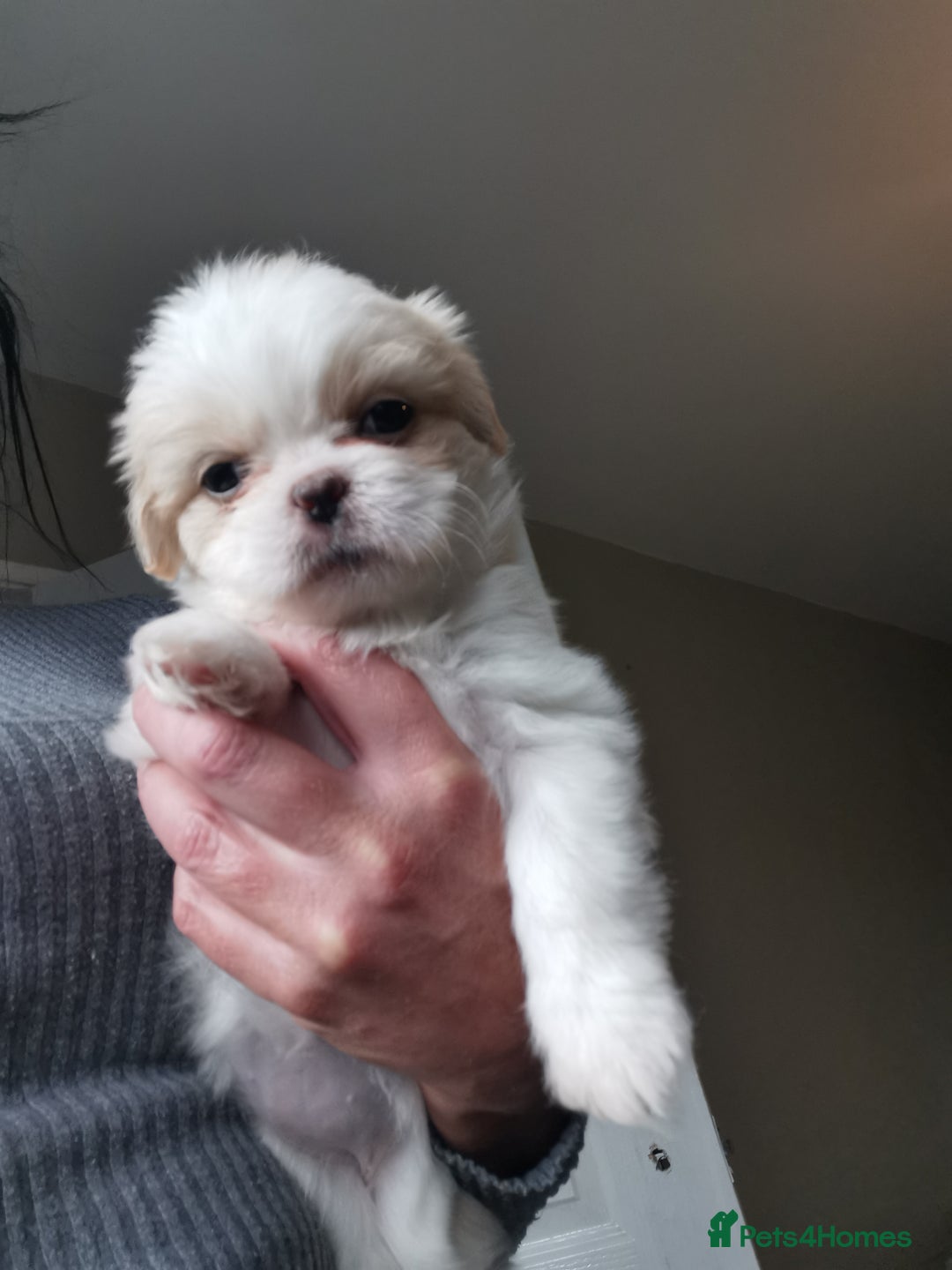 Mixed Breed dogs for sale: Adorable fluffy shihtzu pups - Advert 11